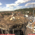 15_15-nest.jpg