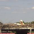 15_20-mast.jpg