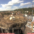 15_20-nest.jpg