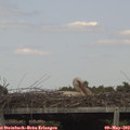 15_30-mast.jpg