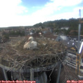 15_30-nest.jpg