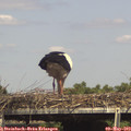 15_35-mast.jpg