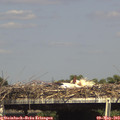 15_40-mast.jpg