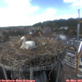 15_45-nest.jpg