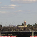 15_50-mast.jpg