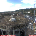 15_50-nest.jpg