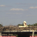16_00-mast.jpg