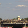16_05-mast.jpg