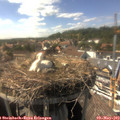 16_05-nest.jpg