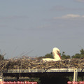 16_10-mast.jpg