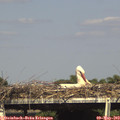 16_15-mast.jpg