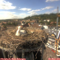 16_15-nest.jpg
