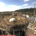 16_20-nest.jpg