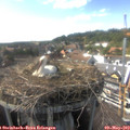 16_25-nest.jpg