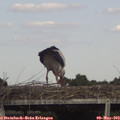 16_30-mast.jpg