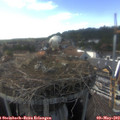 16_30-nest.jpg
