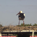 16_40-mast.jpg