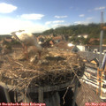 16_40-nest.jpg