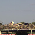 16_45-mast.jpg