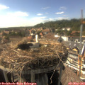 16_45-nest.jpg