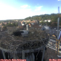 16_50-nest.jpg