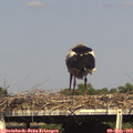 16_55-mast.jpg