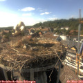 16_55-nest.jpg