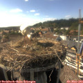 17_00-nest.jpg