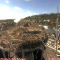 17_05-nest.jpg
