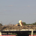 17_10-mast.jpg