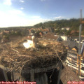 17_10-nest.jpg