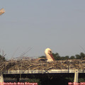 17_20-mast.jpg