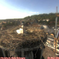 17_20-nest.jpg