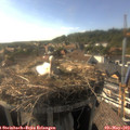 17_25-nest.jpg