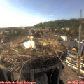 17_30-nest.jpg