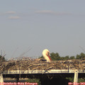 17_40-mast.jpg