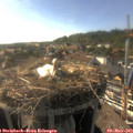 17_40-nest.jpg
