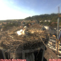 17_50-nest.jpg