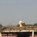 17_55-mast.jpg