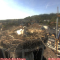 17_55-nest.jpg