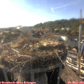 18_00-nest.jpg