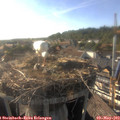 18_05-nest.jpg