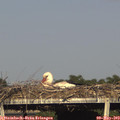 18_10-mast.jpg