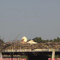 18_15-mast.jpg