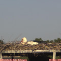 18_20-mast.jpg