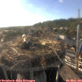 18_25-nest.jpg