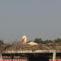 18_30-mast.jpg