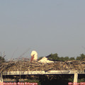 18_45-mast.jpg