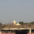 18_50-mast.jpg