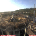 18_50-nest.jpg